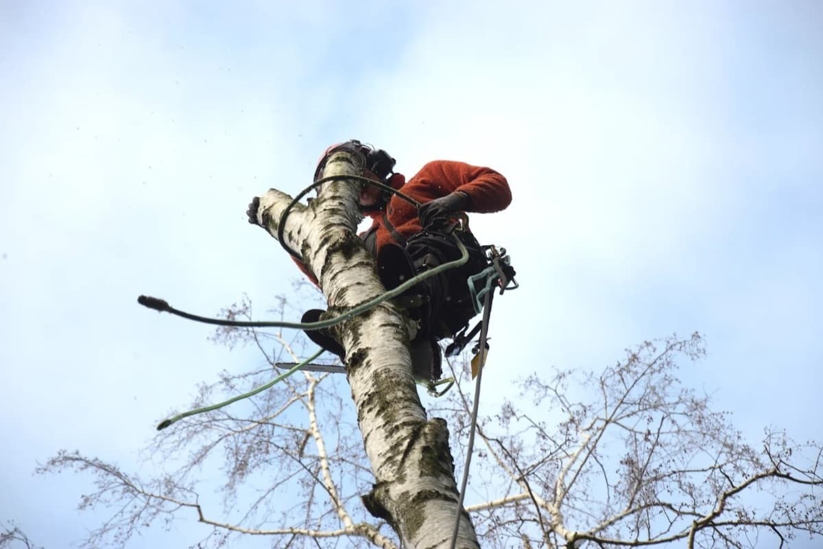 M&amp;M Baumpflege: Profis für die Gesundheit und Sicherheit Ihrer